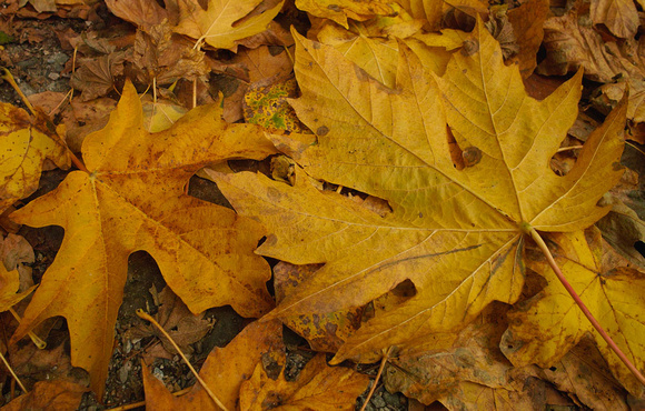 Monocolour Leaves