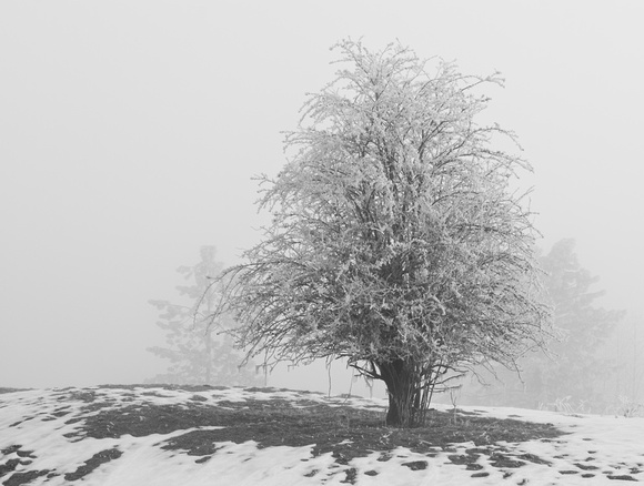 Frost n' Fog
