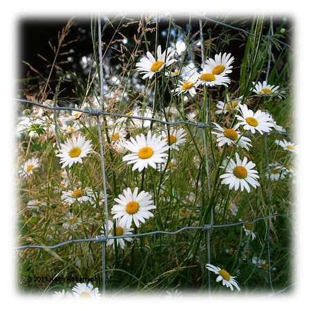 Daisies And Wire