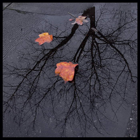 Real Leaves - Reflected Tree