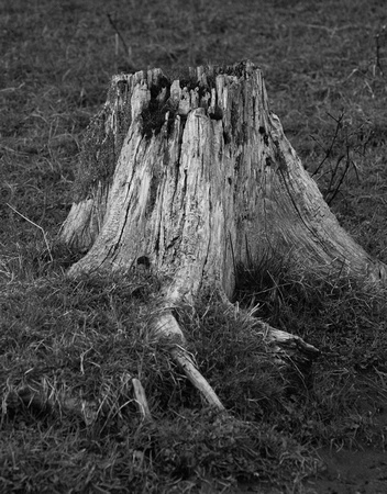 Stump in Black & White