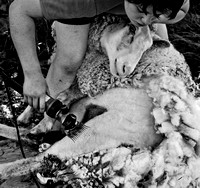 Sheep Shave