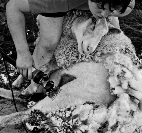Sheep Shave